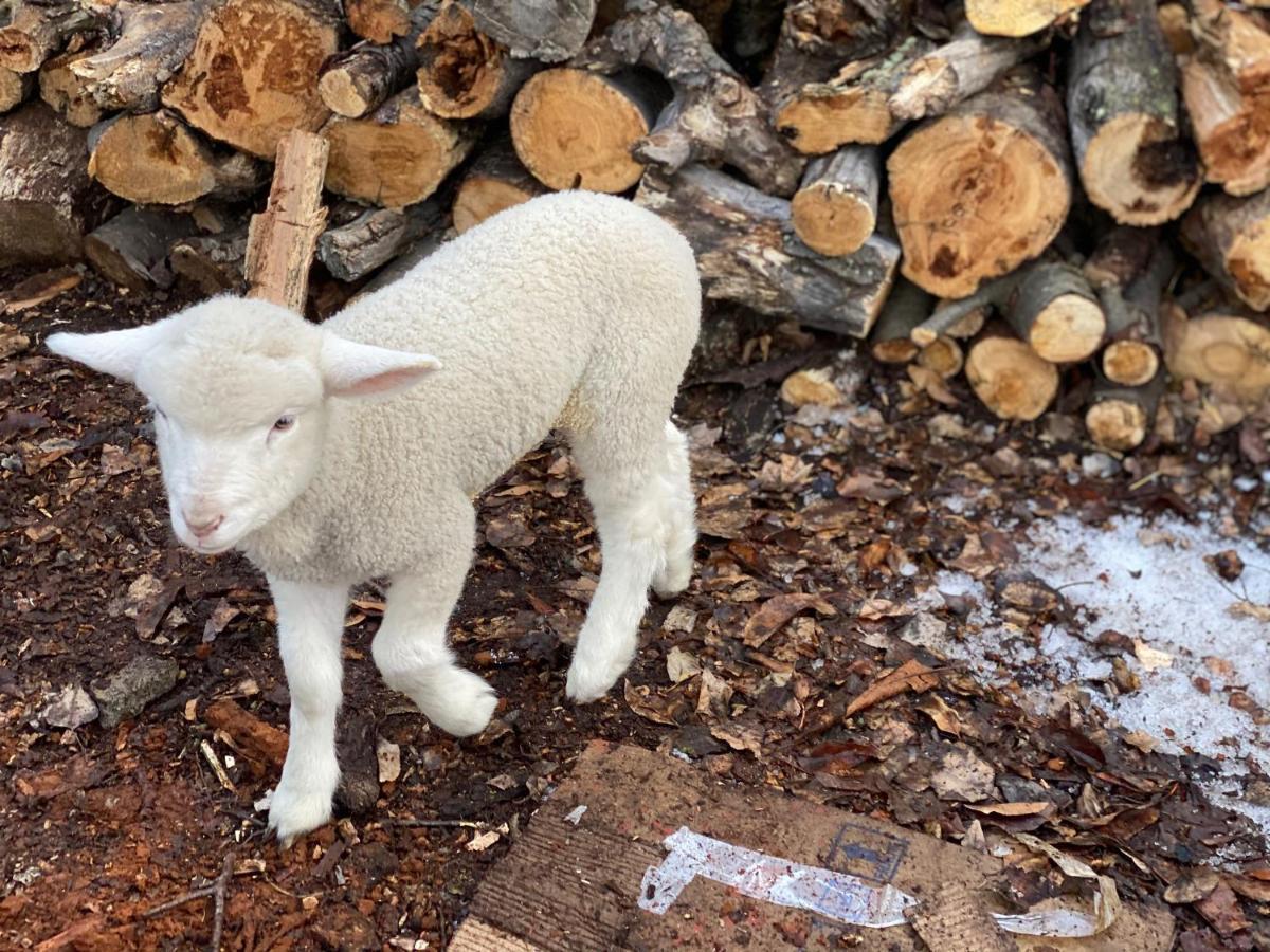 אל צ'אלטן Estancia Bonanza Patagonian Lodge Experience מראה חיצוני תמונה