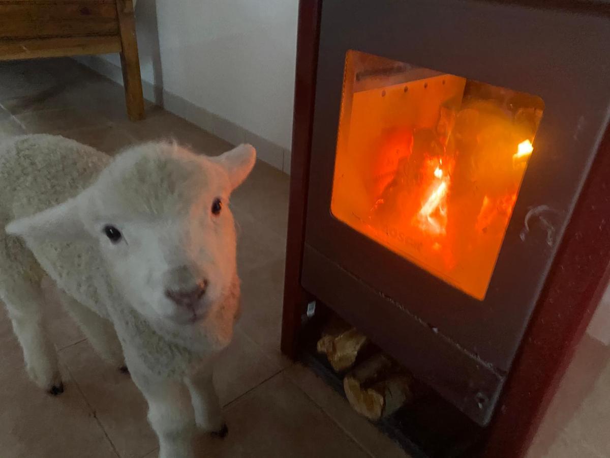 אל צ'אלטן Estancia Bonanza Patagonian Lodge Experience מראה חיצוני תמונה